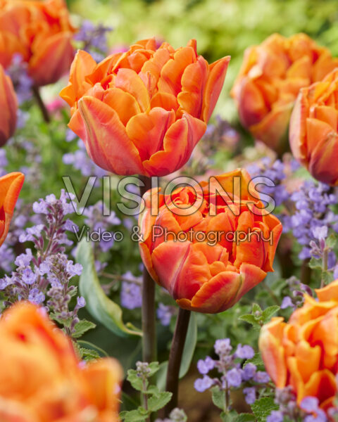 Tulipa Orange Princess Tulipa Orange Princess