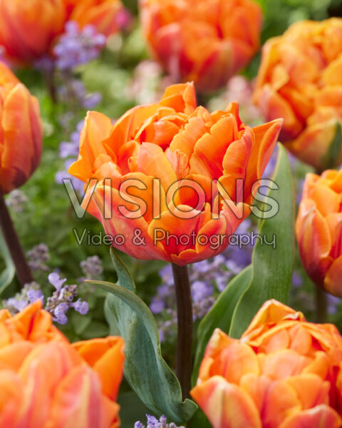 Tulipa Oranje Prinses
