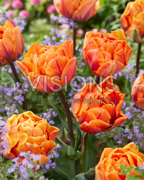 Tulipa Orange Princess Tulipa Orange Princess