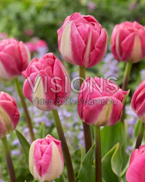 Tulipa Vogue Tulipa Vogue