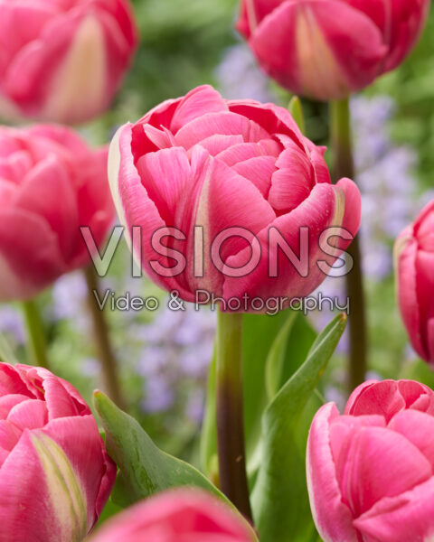 Tulipa Vogue Tulipa Vogue