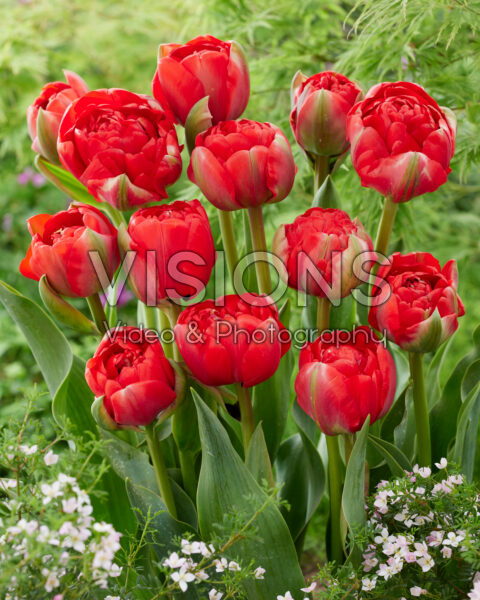 Tulipa Bombastic Red