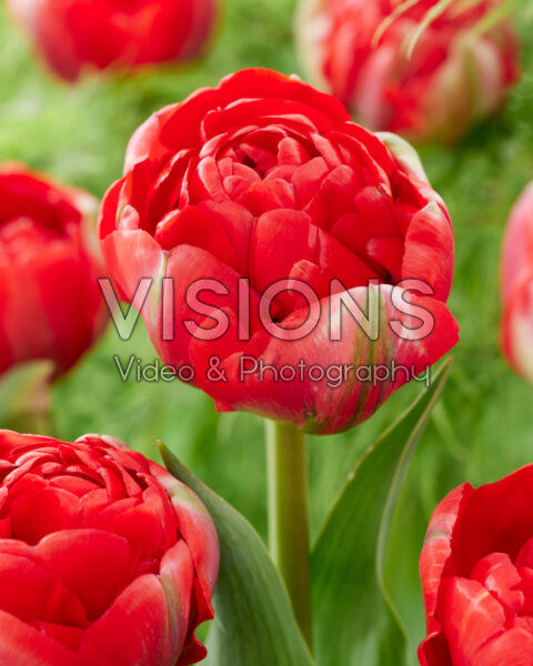 Tulipa Bombastic Red