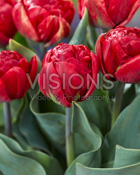 Tulipa Red Baby Doll Tulipa Red Baby Doll