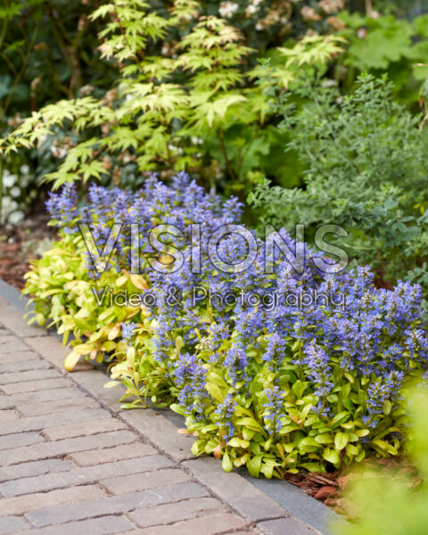 Ajuga Petite Parkiet Ajuga Petite Parkiet