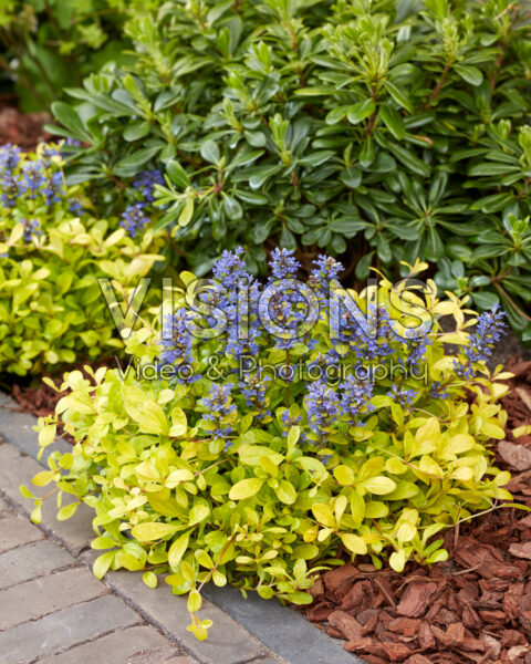 Ajuga Cordial Canary Ajuga Cordial Canary