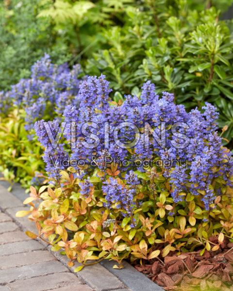 Ajuga Fancy Finch Ajuga Fancy Finch