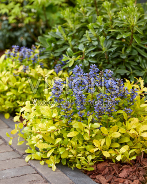 Ajuga Cordial Kanarie Ajuga Cordial Kanarie