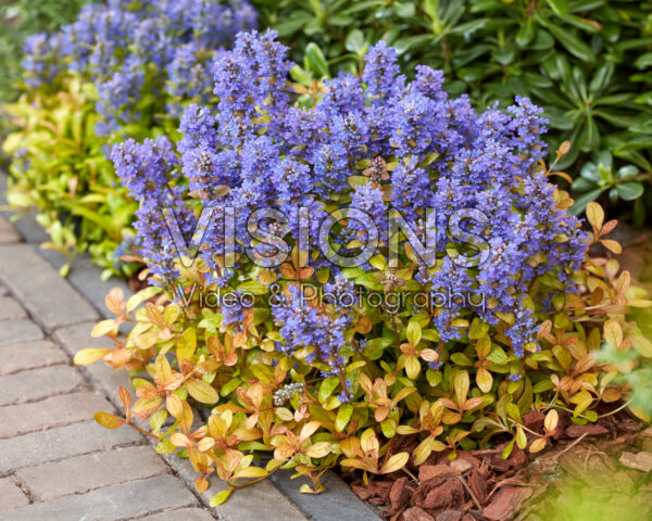 Ajuga Fancy Finch Ajuga Fancy Finch