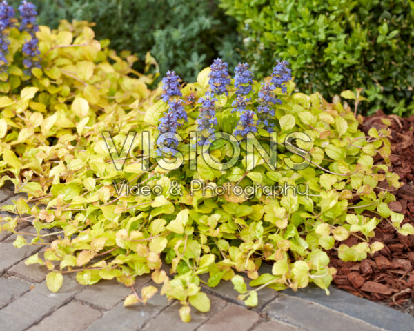 Ajuga Parrot Paradise Ajuga Parrot Paradise