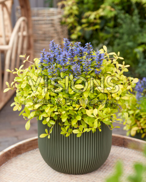 Ajuga Cordial Canary Ajuga Cordial Canary