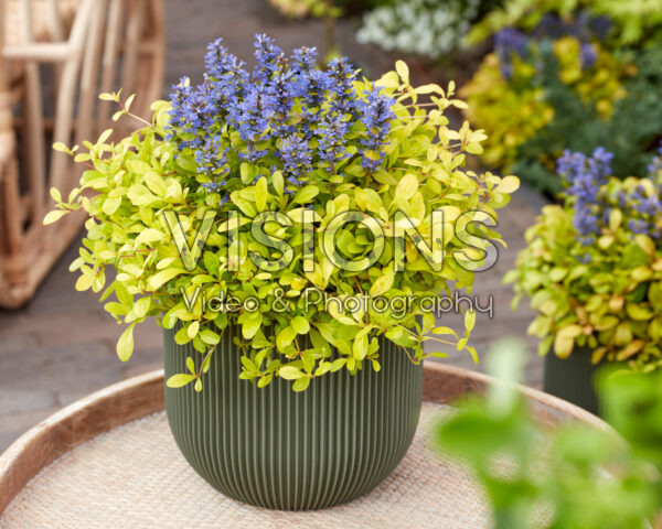 Ajuga Cordial Kanarie Ajuga Cordial Kanarie
