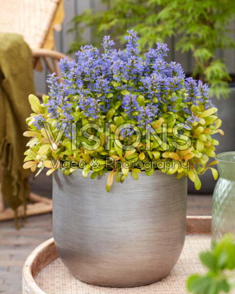 Ajuga Petite Parkiet Ajuga Petite Parkiet