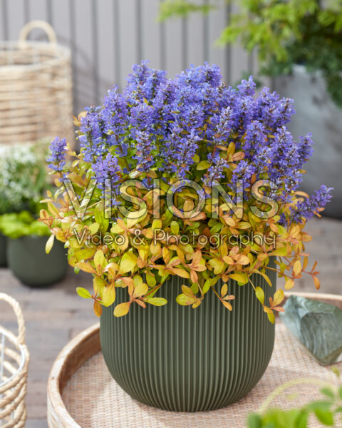Ajuga Fancy Finch Ajuga Fancy Finch