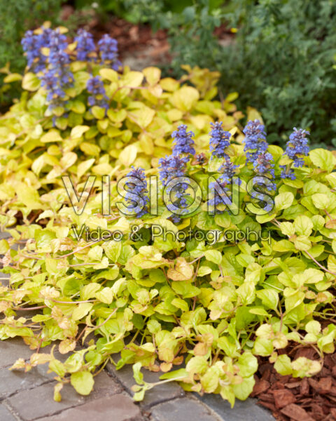 Ajuga Parrot Paradise Ajuga Parrot Paradise