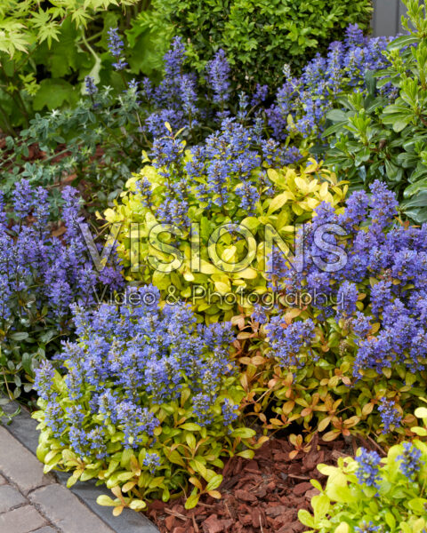 Ajuga collectie