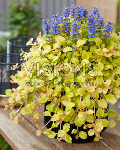 Ajuga Feathered Friends™ Parrot Paradise Ajuga Feathered Friends™ Parrot Paradise
