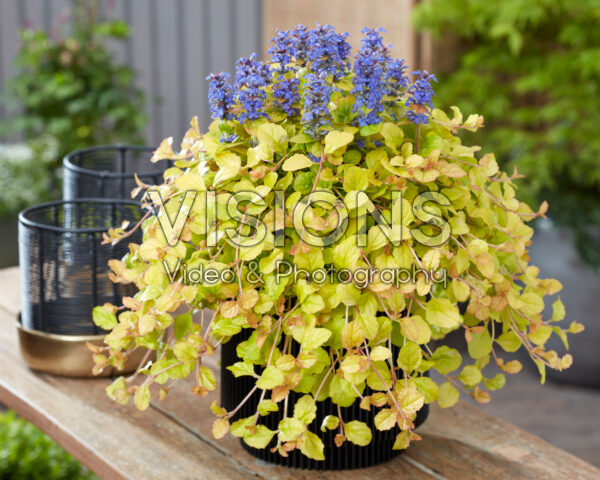Ajuga Parrot Paradise Ajuga Parrot Paradise