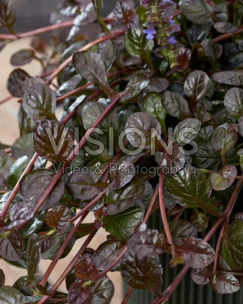 Ajuga woeste valk Ajuga woeste valk