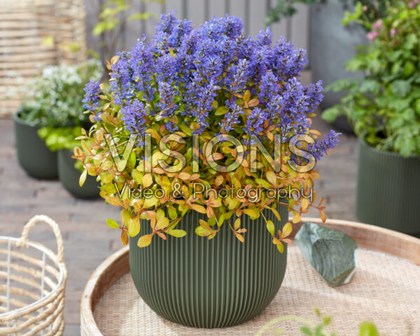 Ajuga Fancy Finch Ajuga Fancy Finch