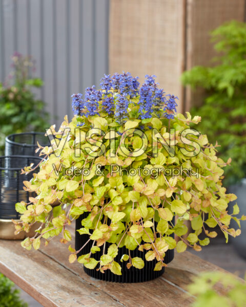Ajuga Feathered Friends™ Parrot Paradise