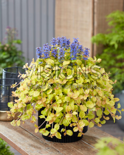 Ajuga Parrot Paradise Ajuga Parrot Paradise