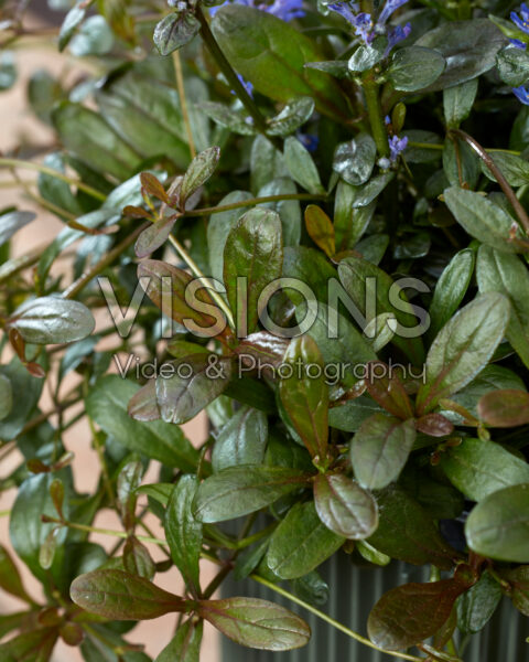 Ajuga Noble Nightingale Ajuga Noble Nightingale