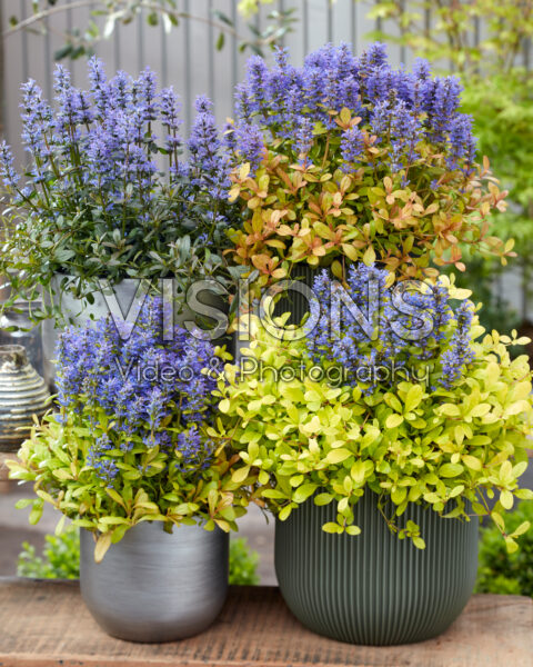 Ajuga collectie Ajuga collectie