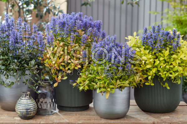 Ajuga collection Ajuga collection