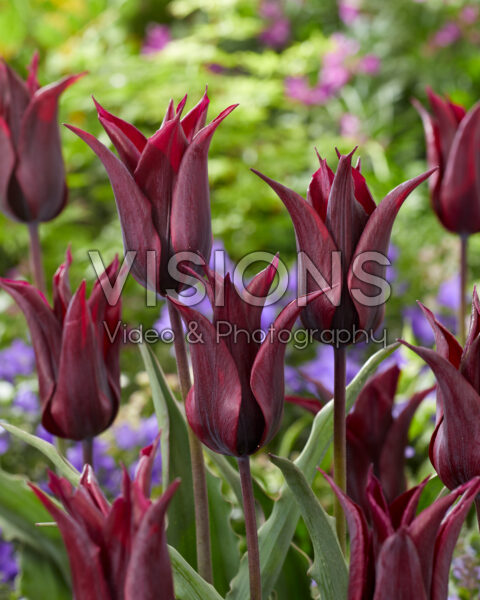 Tulipa Burgundy Star