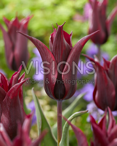 Tulipa Burgundy Star