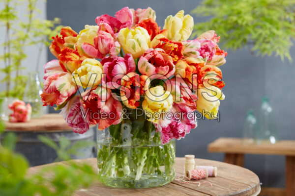 Tulipa Parrot Pastel blend Tulipa Parrot Pastel blend