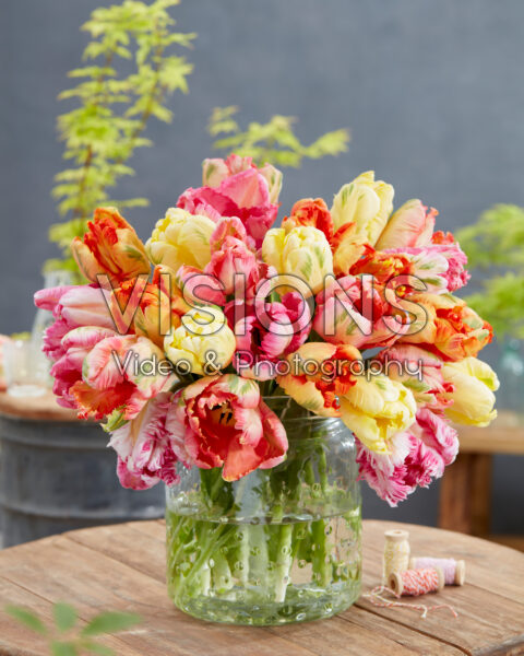 Tulipa Parrot Pastel mix Tulipa Parrot Pastel mix