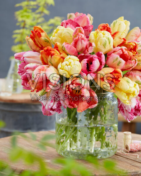 Tulipa Parrot Pastel mix Tulipa Parrot Pastel mix