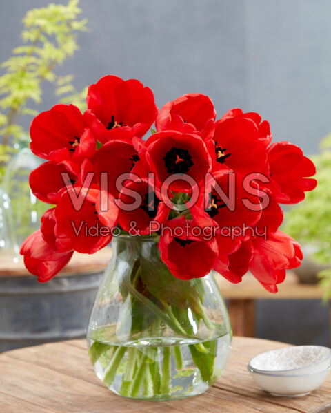 Tulipa Red Impression