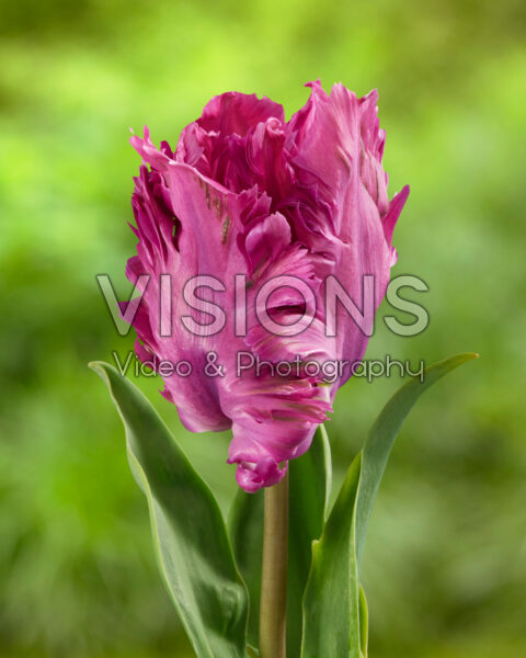 Tulipa Parrot Prince Tulipa Parrot Prince