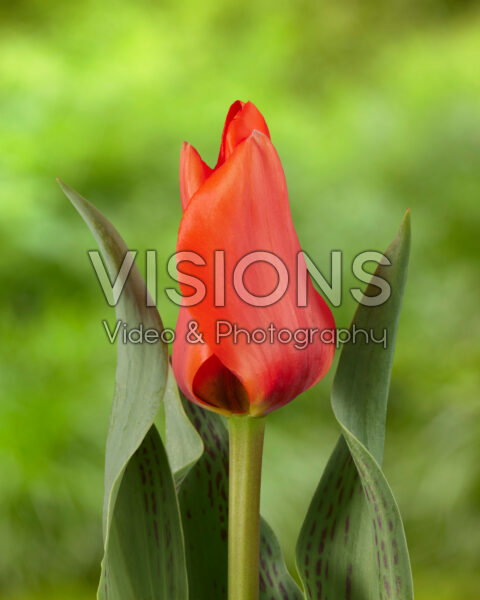 Tulipa Bon Rouge