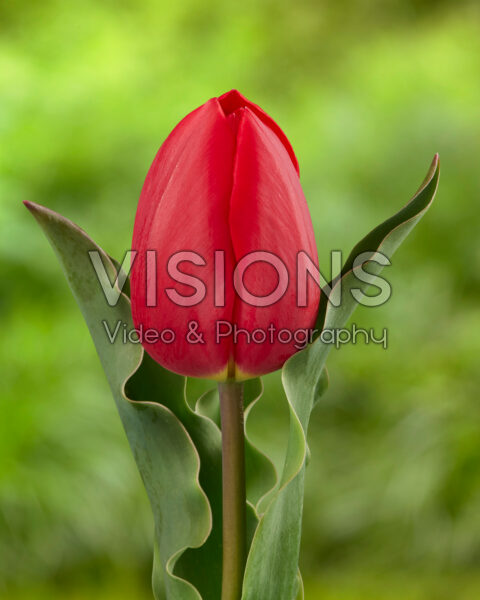 Tulipa L'Amitié