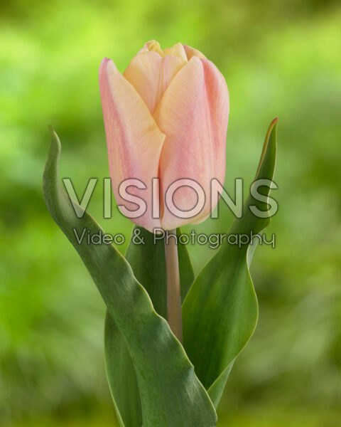 Tulipa Holland Beauty