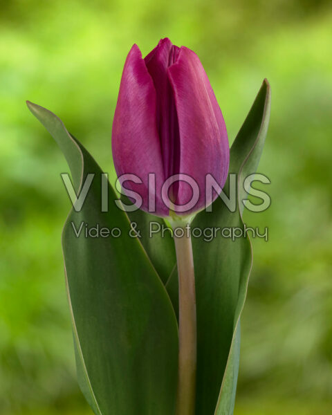 Tulipa High Five Tulipa High Five