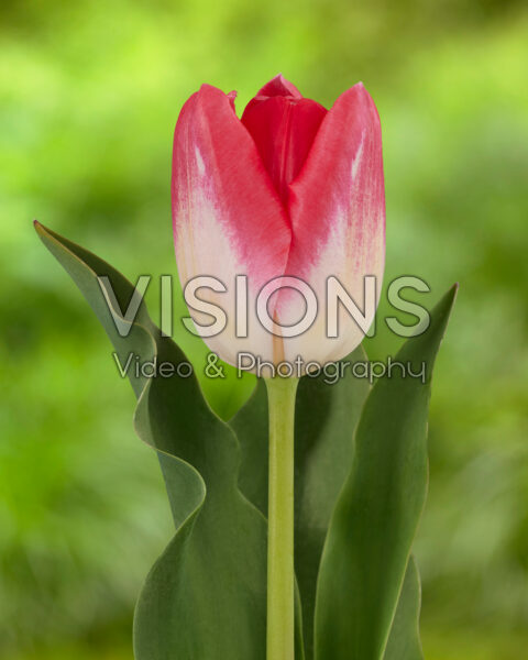 Tulipa WDS E31