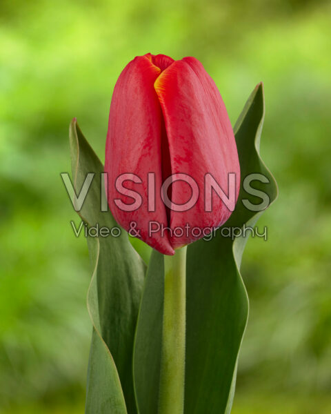 Tulipa Kseni? Ksenija? Tulipa Kseni? Ksenija?