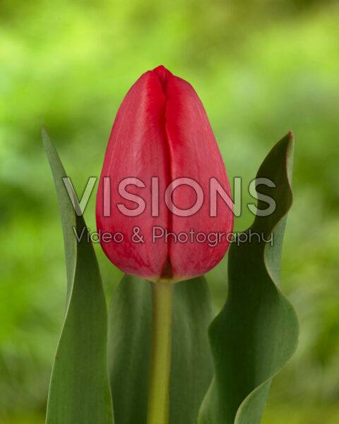 Tulipa Charade oranje/rood
