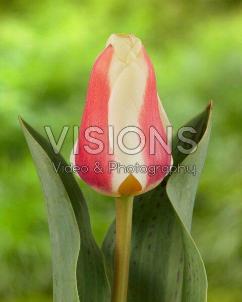 Tulipa Bonbeauty Tulipa Bonbeauty