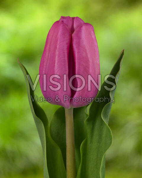 Tulipa Holland Beauty paars
