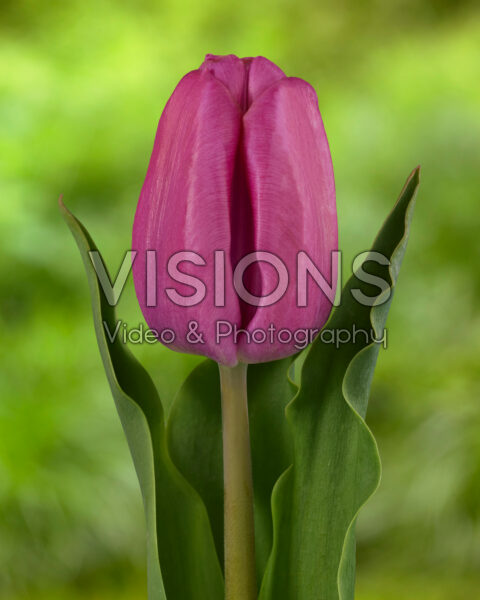 Tulipa Holland Beauty purple Tulipa Holland Beauty purple
