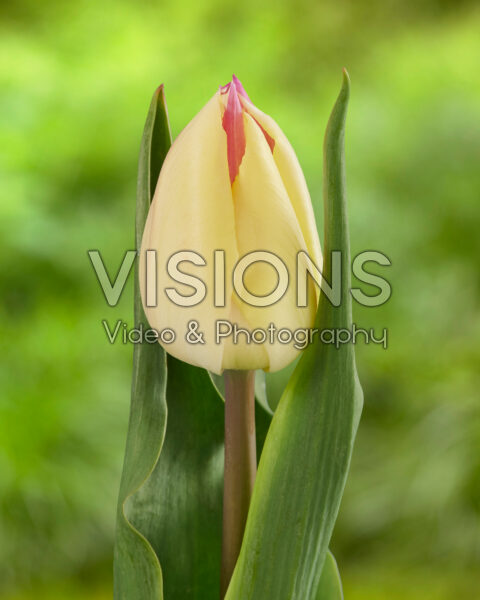Tulipa Suwath’s Beauty Tulipa Suwath’s Beauty