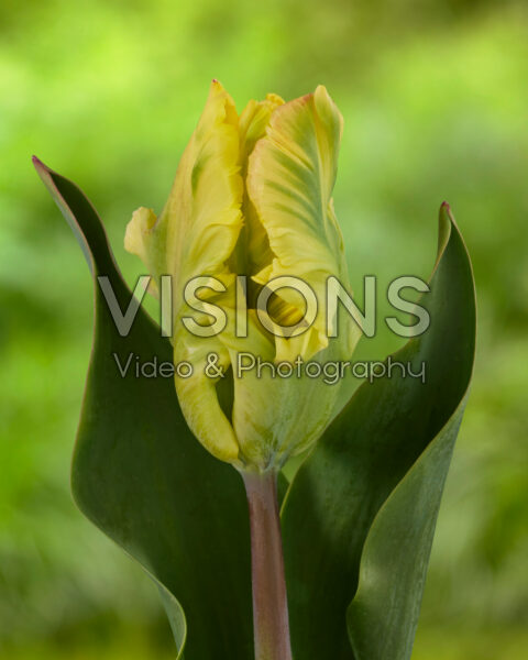Tulipa Parrot Strongold Tulipa Parrot Strongold