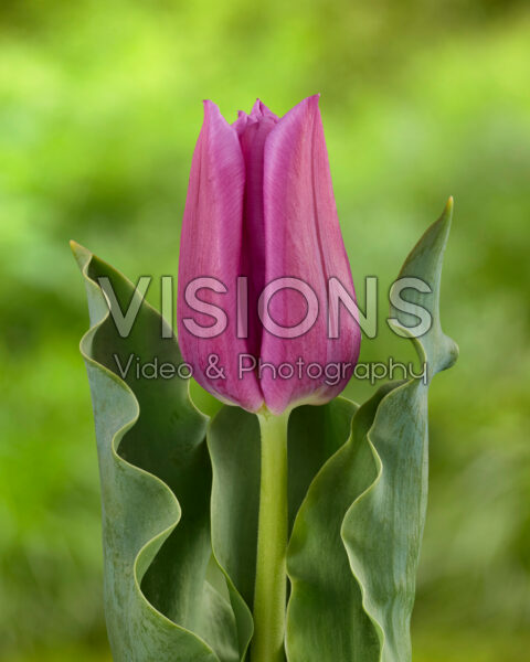 Tulipa Passio Mystic