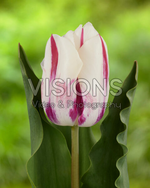 Tulipa Holland Beauty white/purple flame Tulipa Holland Beauty white/purple flame